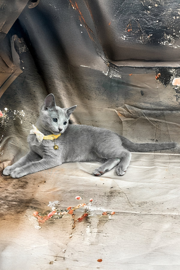 Taloger | Russian Blue Kitten