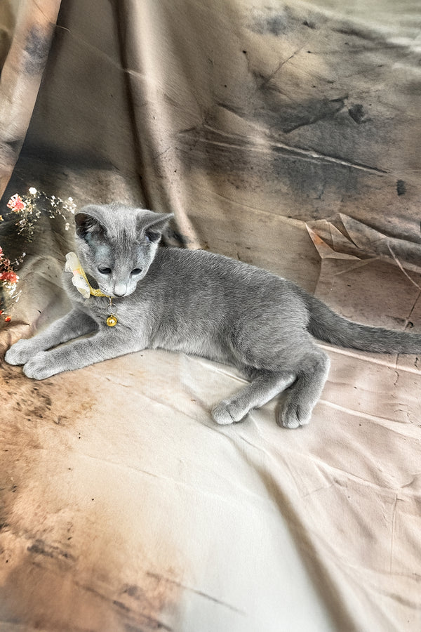 Taloger | Russian Blue Kitten