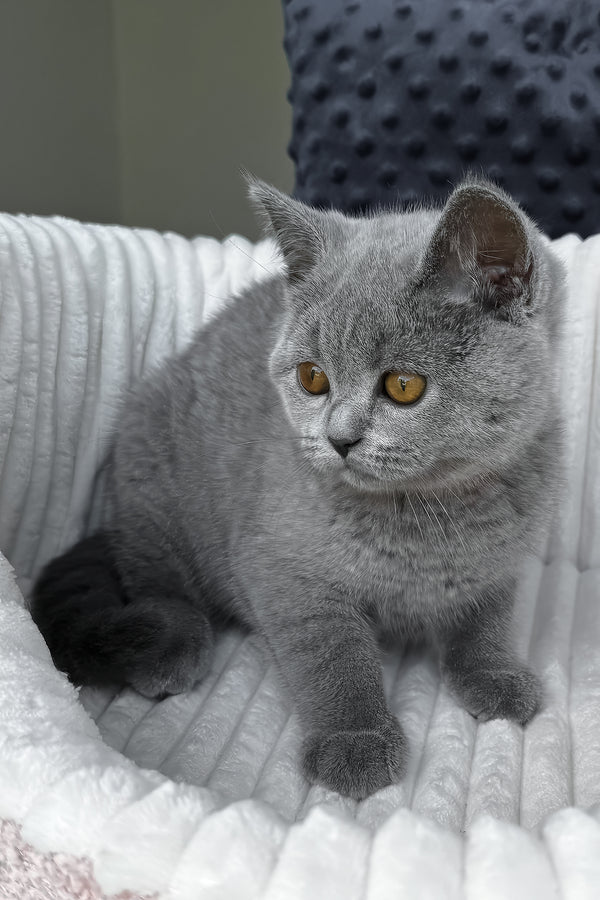 Teresa | Scottish Straight Kitten