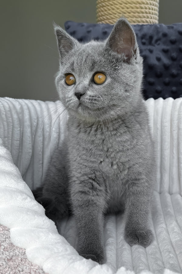 Teresa | Scottish Straight Kitten