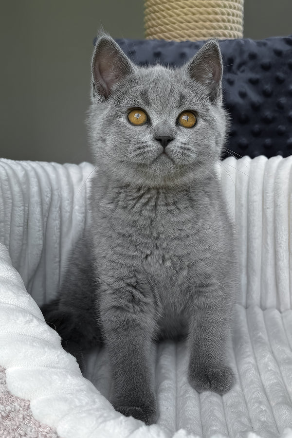 Teresa | Scottish Straight Kitten