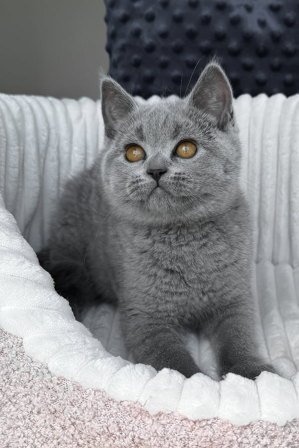 Teresa | Scottish Straight Kitten
