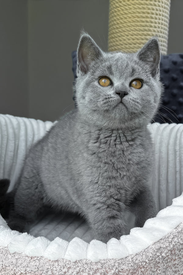 Teresa | Scottish Straight Kitten