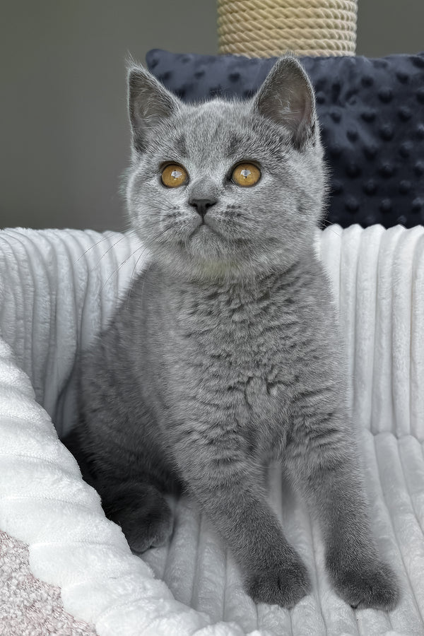 Teresa | Scottish Straight Kitten
