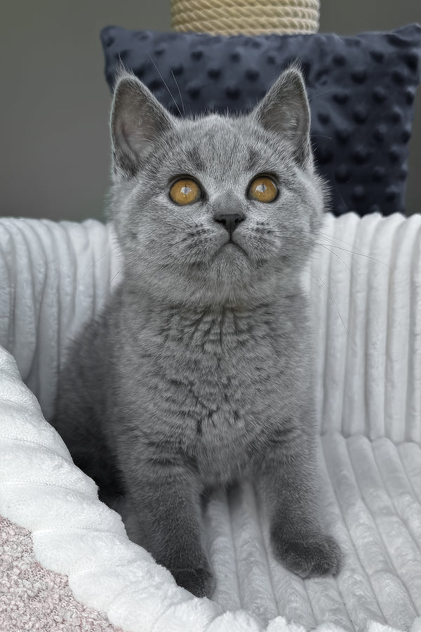Teresa | Scottish Straight Kitten