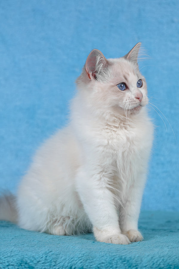 Taurus | Ragdoll Kitten