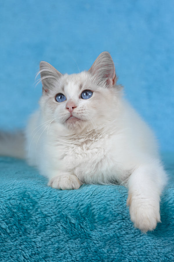 Taurus | Ragdoll Kitten