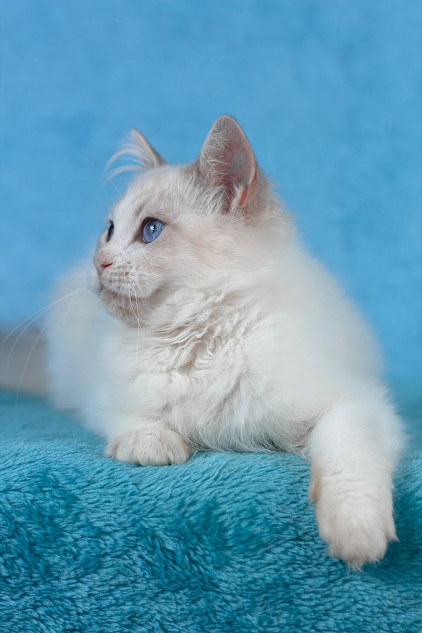 Taurus | Ragdoll Kitten