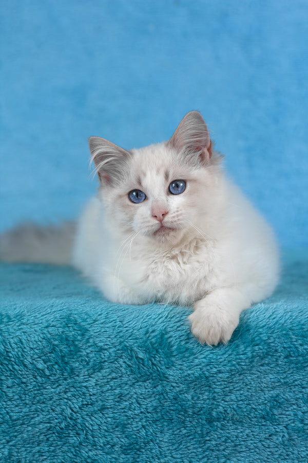Taurus | Ragdoll Kitten