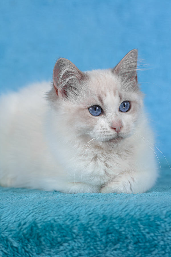 Taurus | Ragdoll Kitten