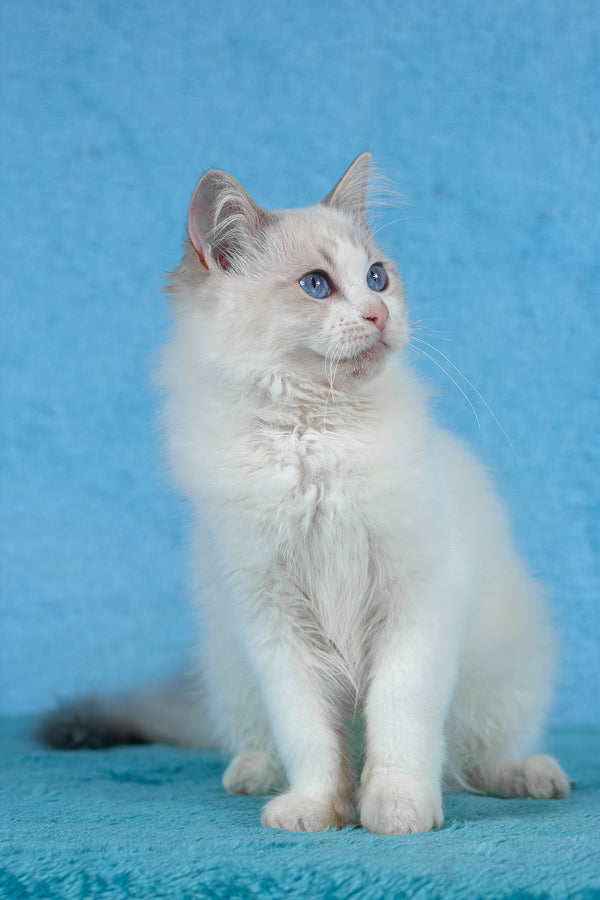 Taurus | Ragdoll Kitten