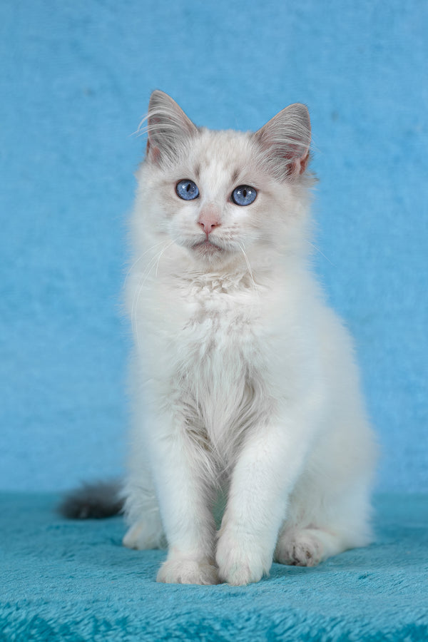 Taurus | Ragdoll Kitten