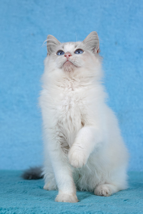 Taurus | Ragdoll Kitten