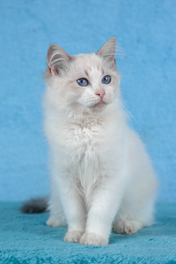 Taurus | Ragdoll Kitten