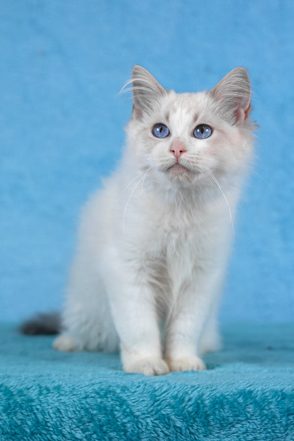 Taurus | Ragdoll Kitten