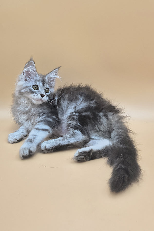 Tavi | Maine Coon Kitten