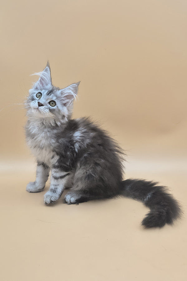 Tavi | Maine Coon Kitten