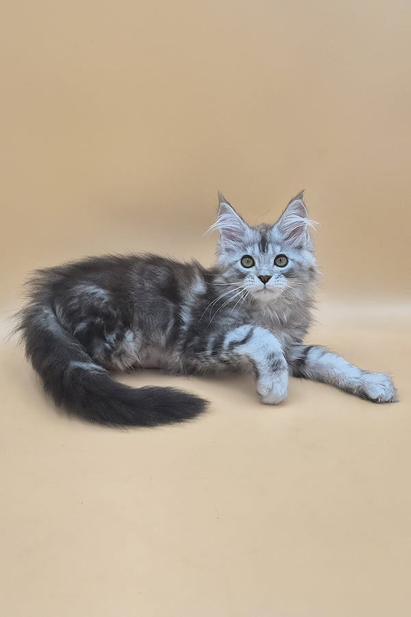 Tavi | Maine Coon Kitten