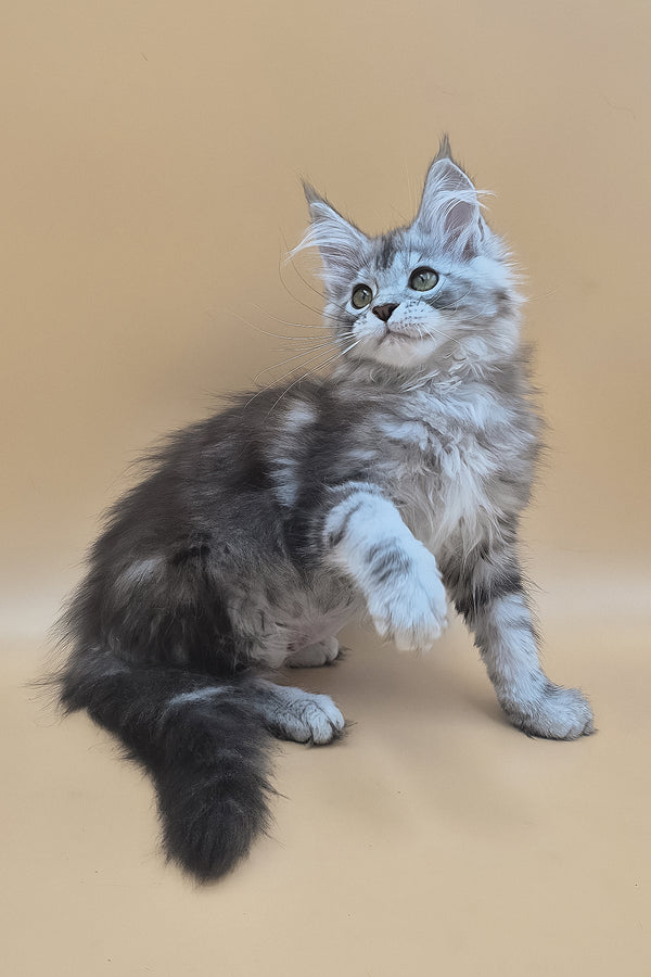 Tavi | Maine Coon Kitten