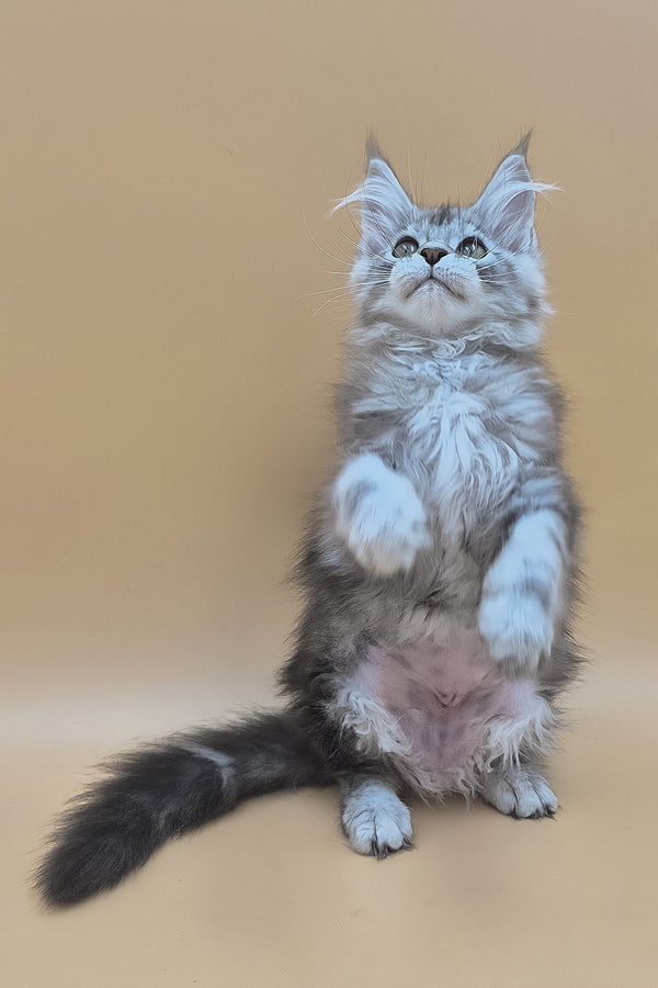 Tavi | Maine Coon Kitten