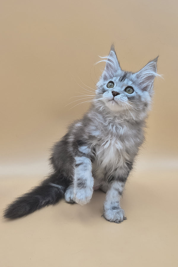 Tavi | Maine Coon Kitten