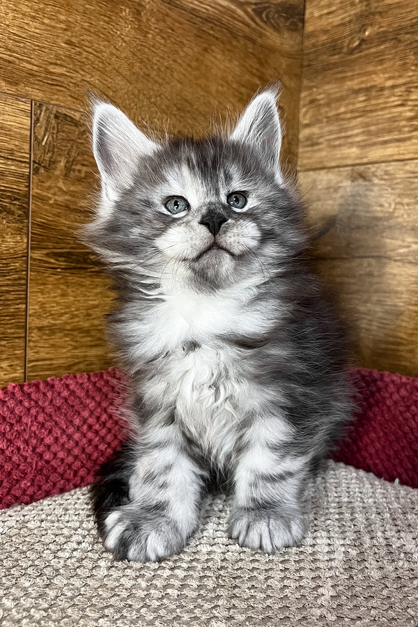 Tim | Maine Coon Kitten