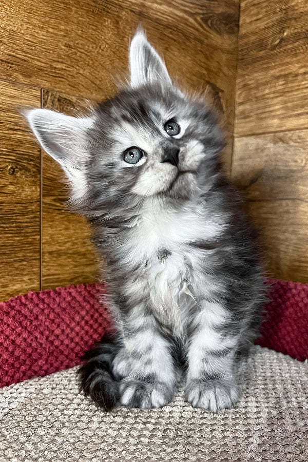 Tim | Maine Coon Kitten