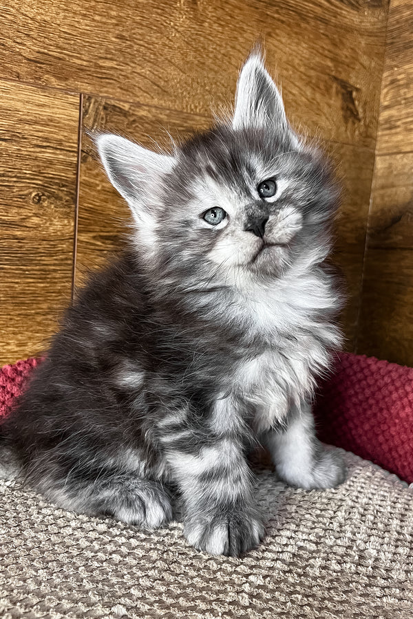 Tim | Maine Coon Kitten