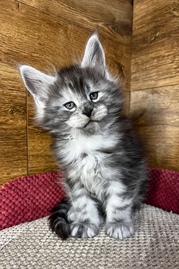 Tim | Maine Coon Kitten