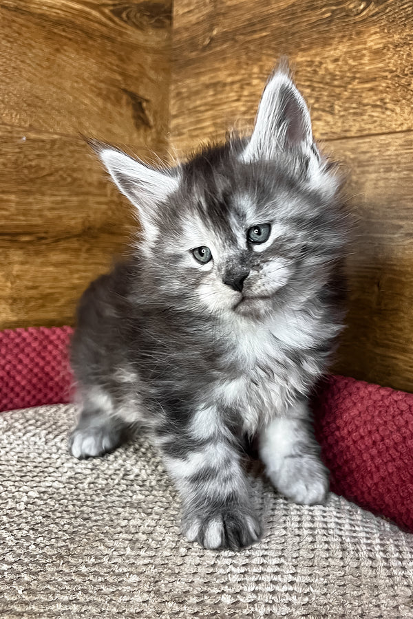 Tim | Maine Coon Kitten