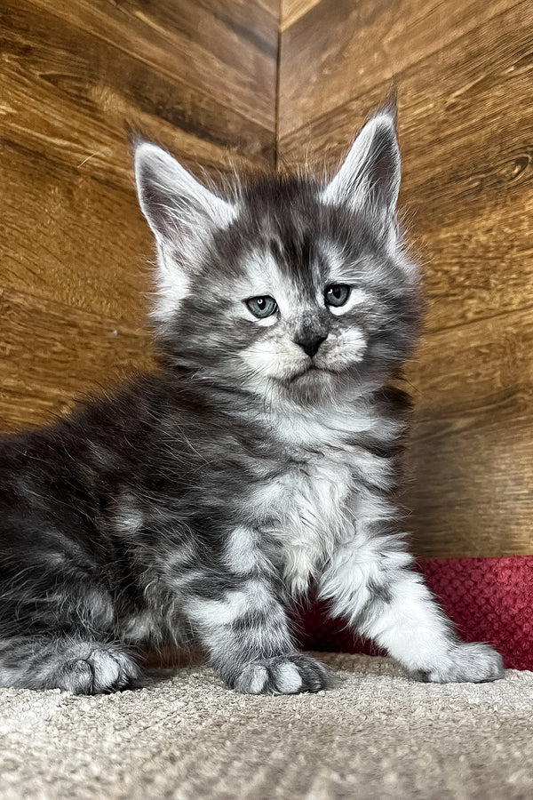 Tim | Maine Coon Kitten