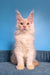 Topaz | Maine Coon Kitten