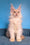Topaz | Maine Coon Kitten