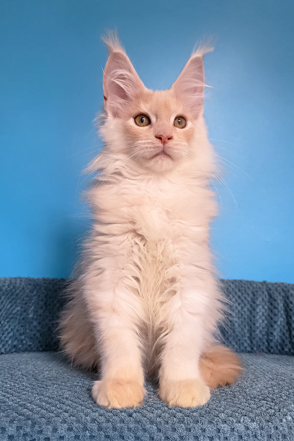 Topaz | Maine Coon Kitten