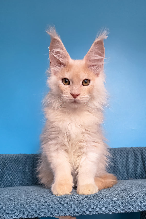 Topaz | Maine Coon Kitten
