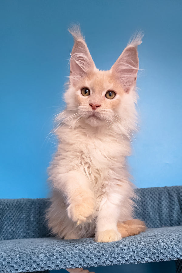 Topaz | Maine Coon Kitten