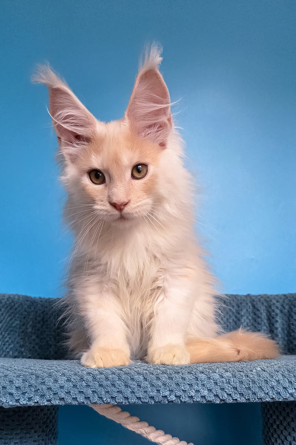 Topaz | Maine Coon Kitten