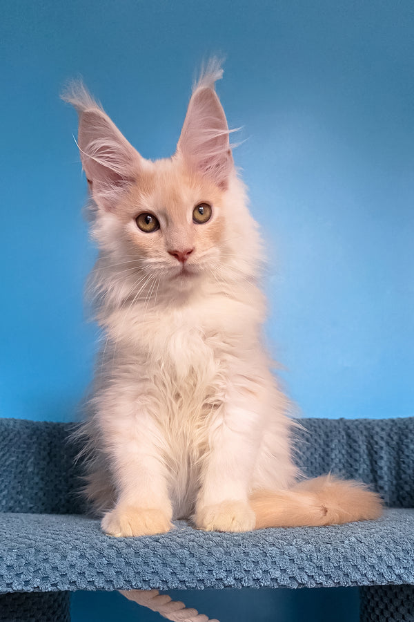 Topaz | Maine Coon Kitten