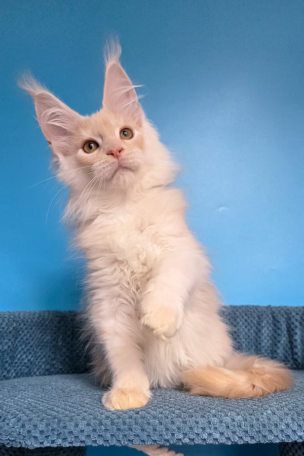 Topaz | Maine Coon Kitten
