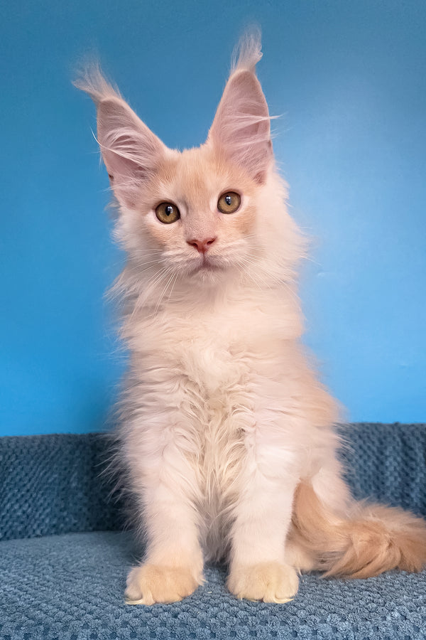 Topaz | Maine Coon Kitten