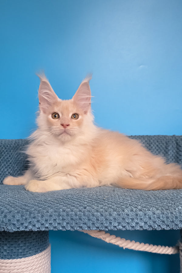 Topaz | Maine Coon Kitten