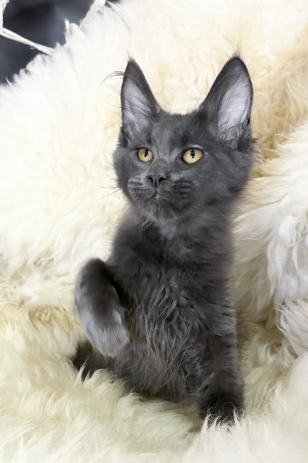 Topaz | Maine Coon Kitten