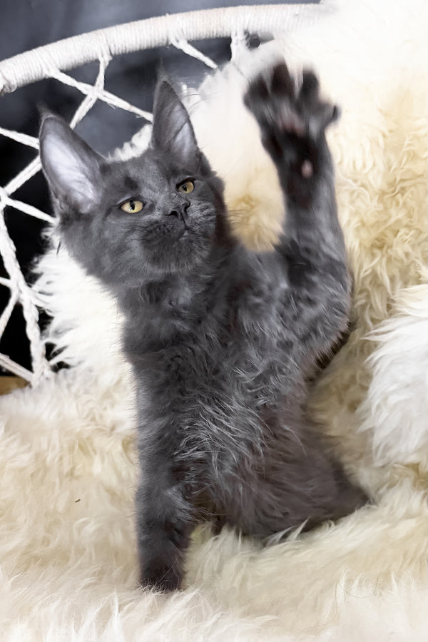 Topaz | Maine Coon Kitten