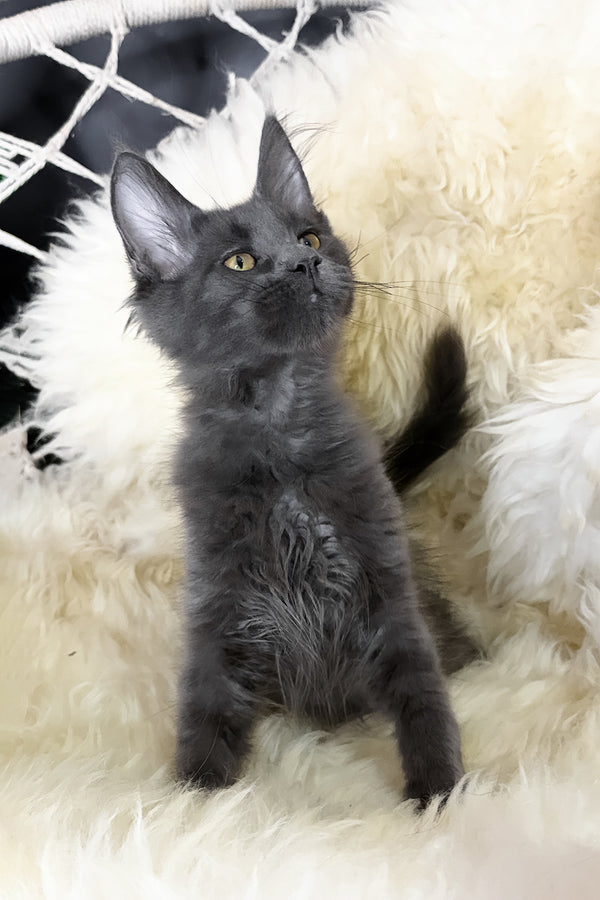 Topaz | Maine Coon Kitten