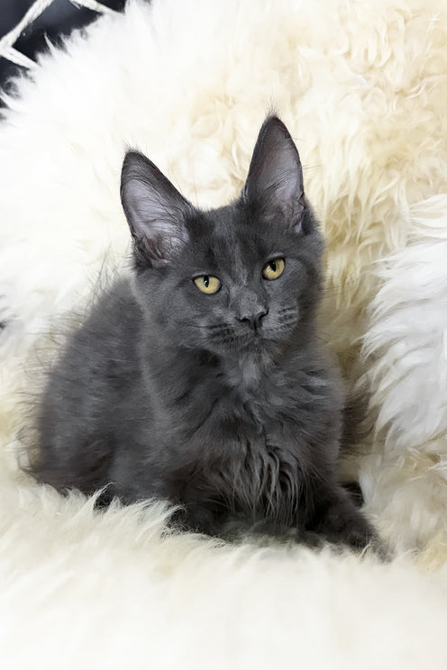 Topaz | Maine Coon Kitten