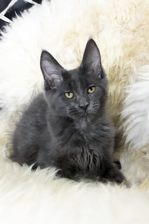 Topaz | Maine Coon Kitten