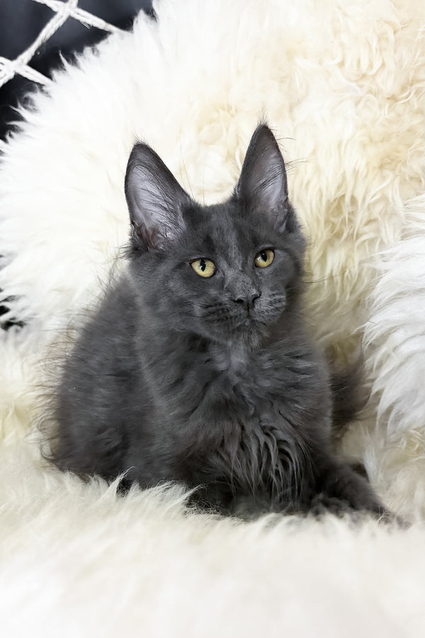 Topaz | Maine Coon Kitten