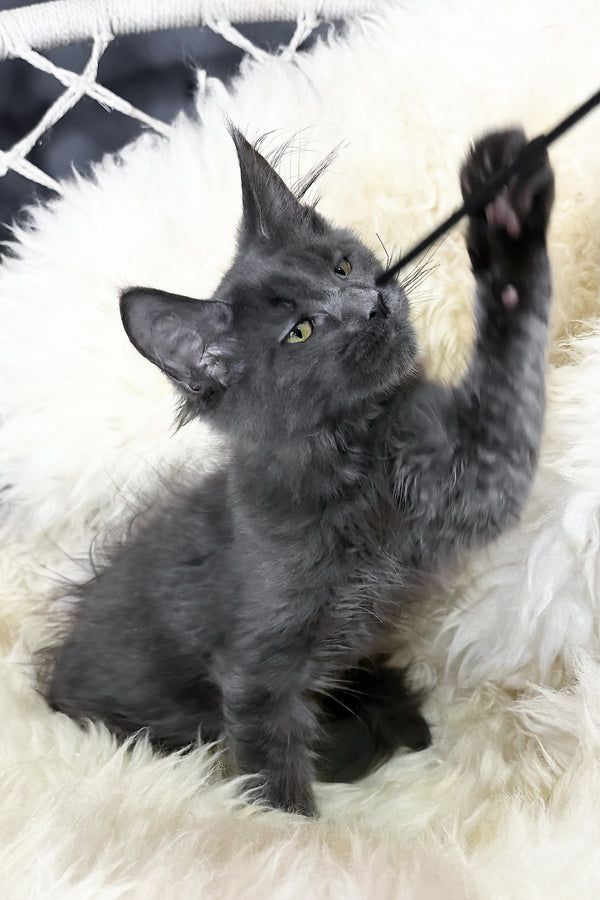 Topaz | Maine Coon Kitten