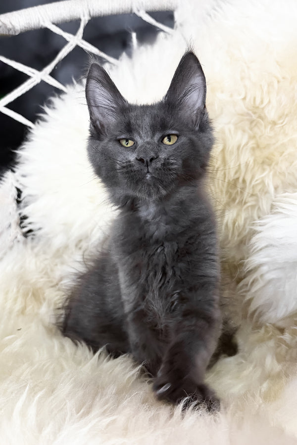 Topaz | Maine Coon Kitten