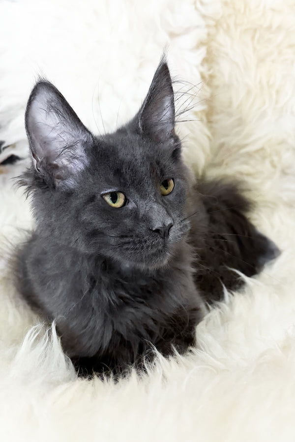 Topaz | Maine Coon Kitten